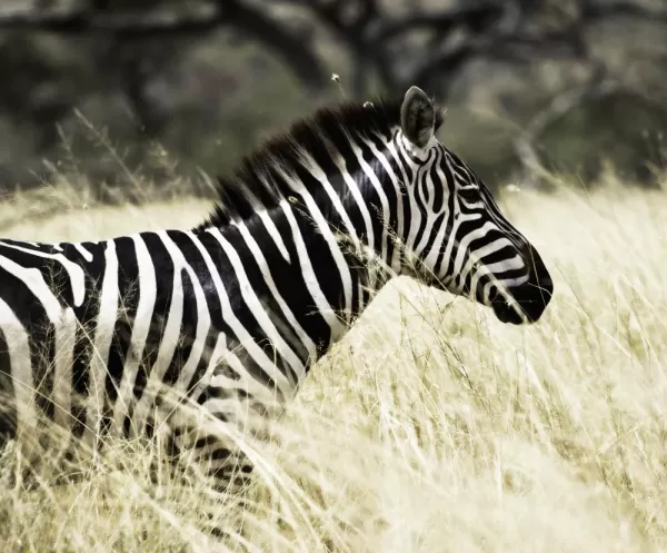 Zebra in the Serengeti
