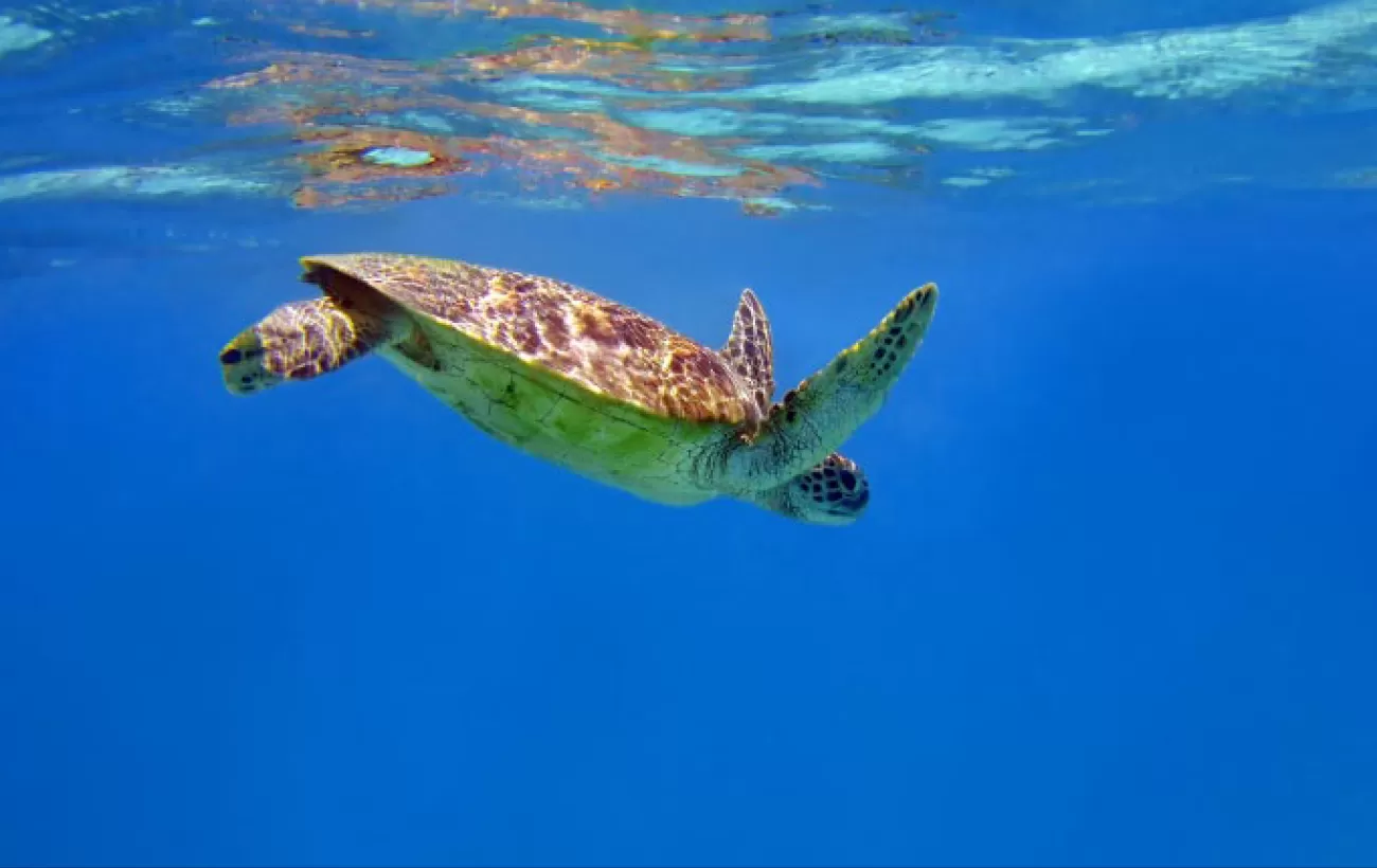 Snorkel with sea turtles as you cruise along Indonesia
