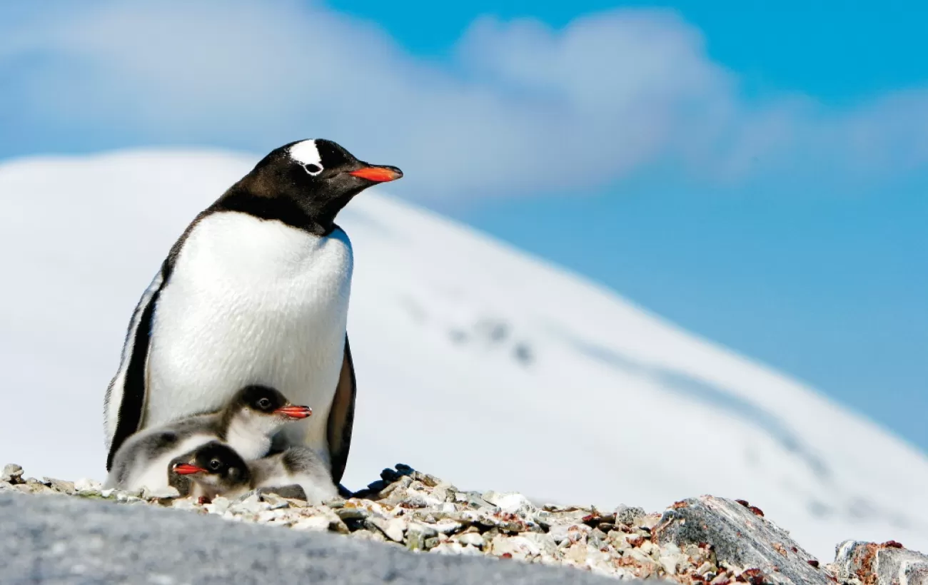 A mother gentoo penguin and her chick