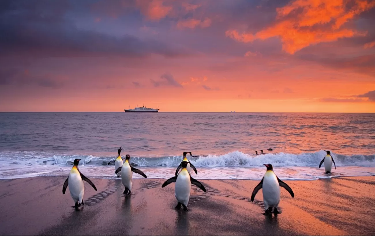 Penguins at an Antarctic sunset