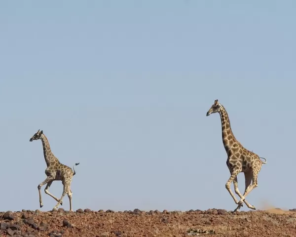 Giraffes running across the safari