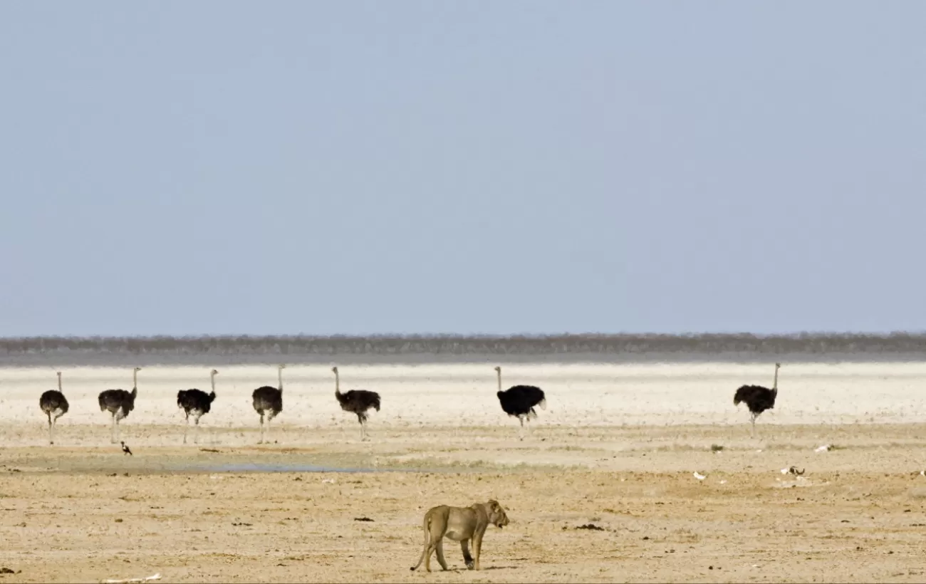 Africa Safari, game of Namibia