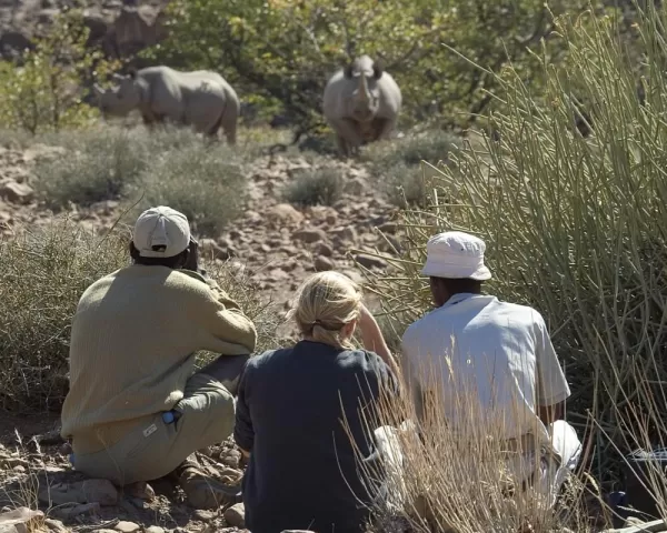 Watching rhinos while on an African safari
