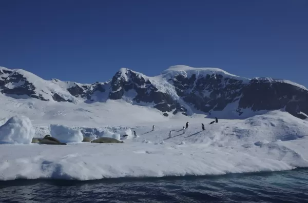 Penguins and seals seen on the Antarctic shoreline