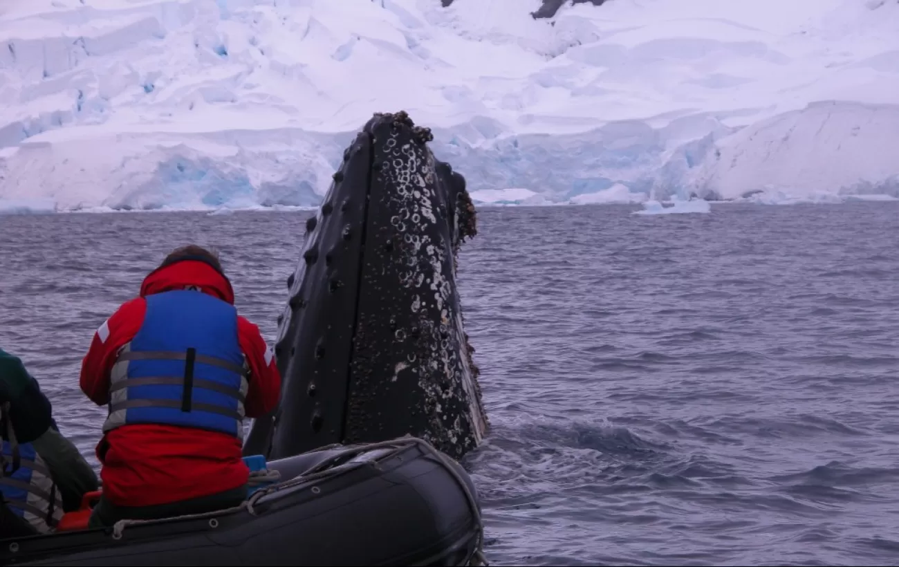 A humpback whale surfaces close to the zodiac