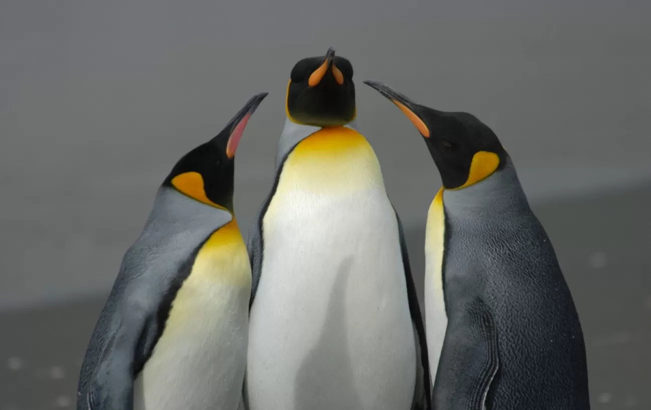 King Penguins on South Georgia 