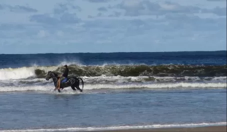 Endurance training for horses on the beach in La Pedrera, Uruguay