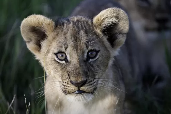 Lion cub in Botswana