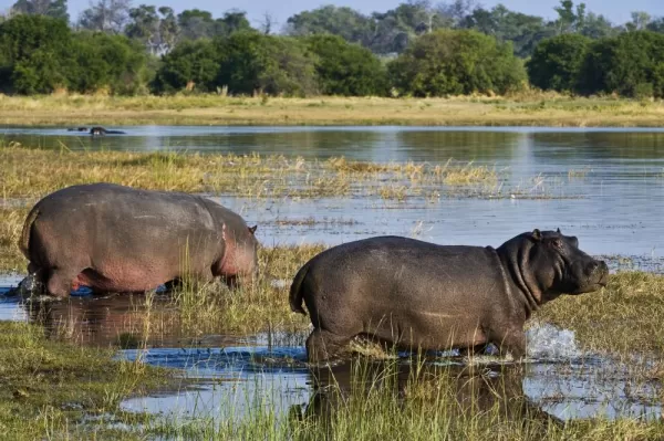 Hippos in Botswana
