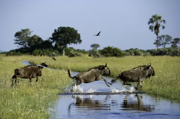 Wildebeest in Botswana