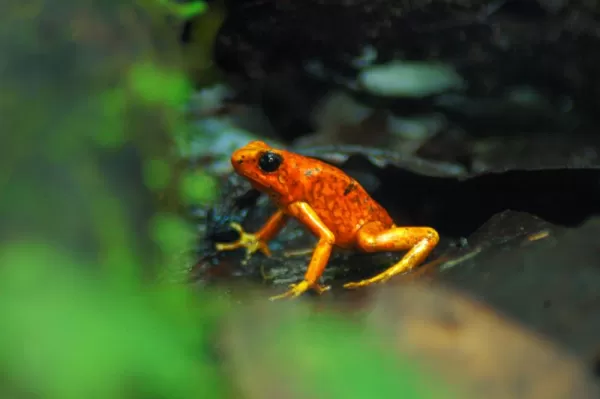A vibrant frog in the Amazon