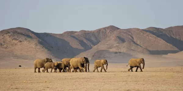 Elephant in Namibia 