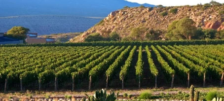 A Mendoza vineyard