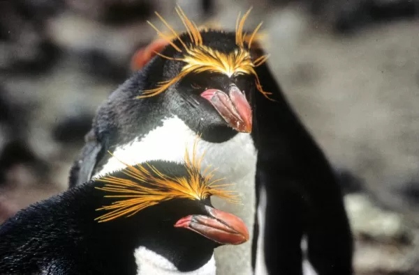 Arctic macaroni penguins.