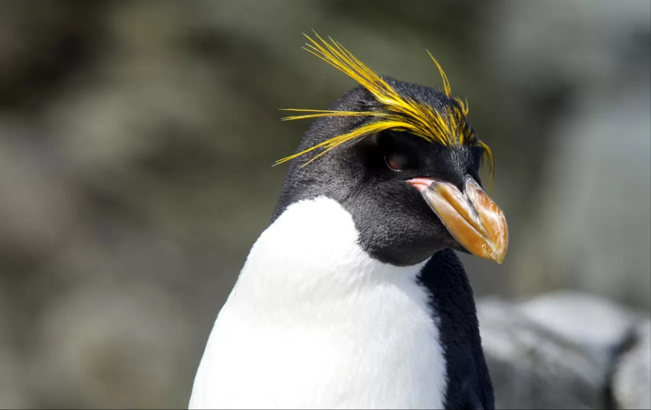 Southern Rockhopper Penguin.