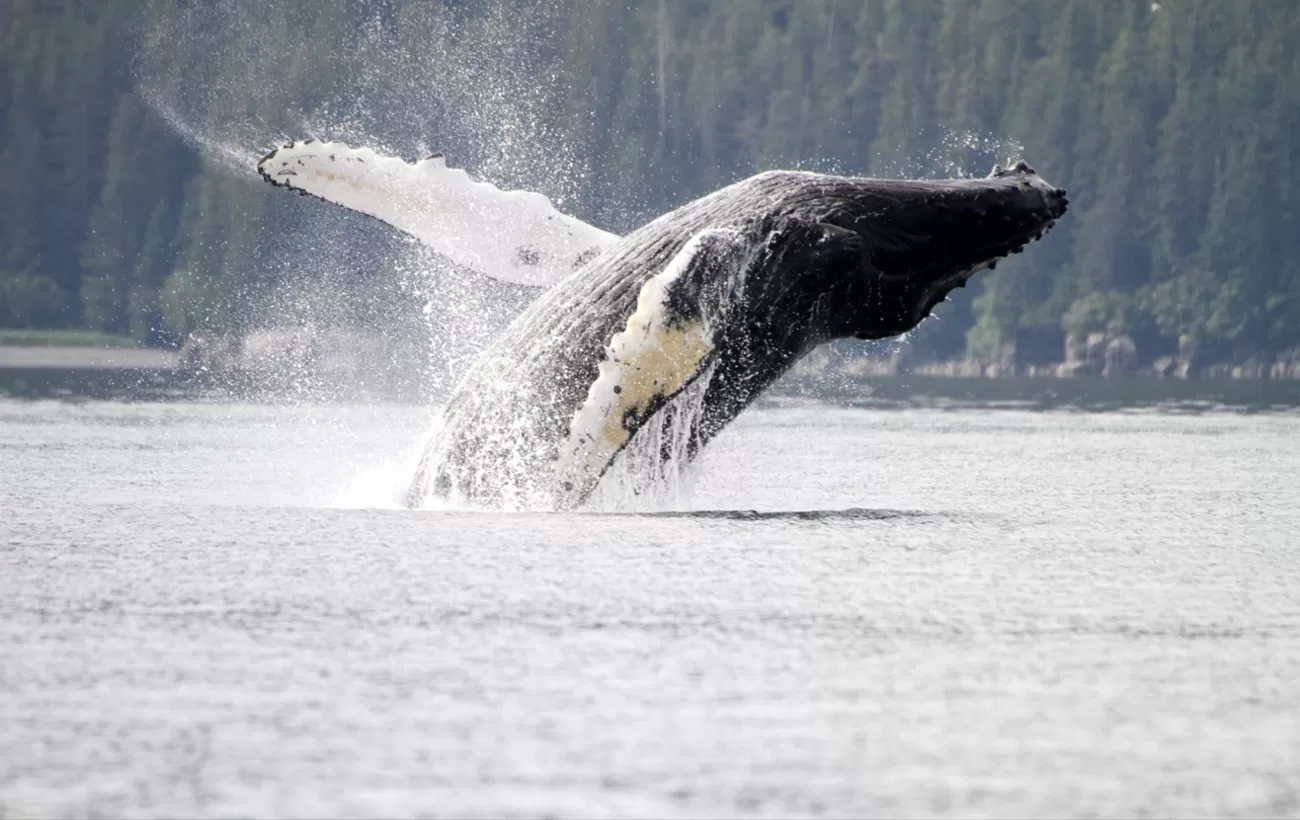 Humpback whale in Alaska.