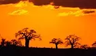 Watch the sun set behind the baobab trees of the African landscape