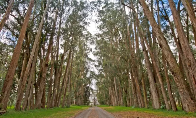 Old-growth trees line the path to the main house of Hacienda La Cienega