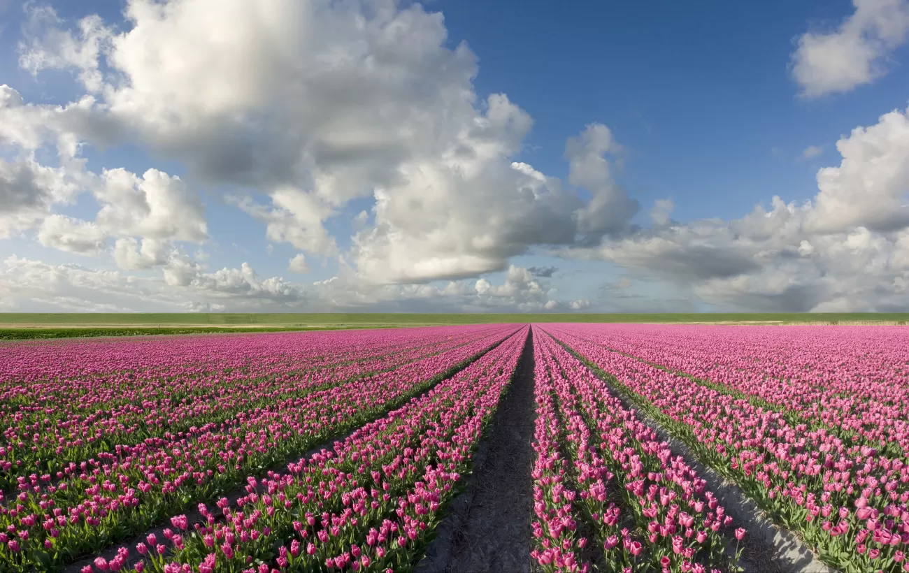 An endless tulip field