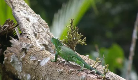 Iguana in the Costa Rican rainforest