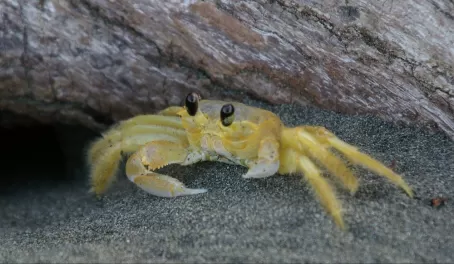 Yellow crab found on the beach