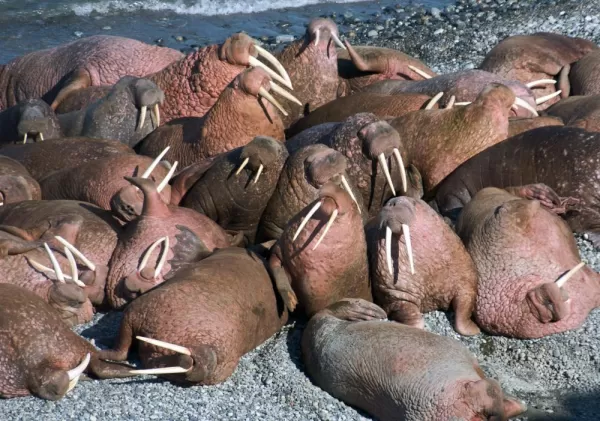 Walrus relaxing on the beach.