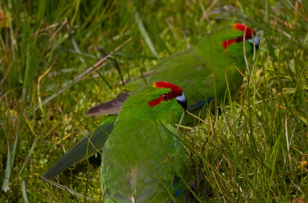 The Red-crowned Parakeet.