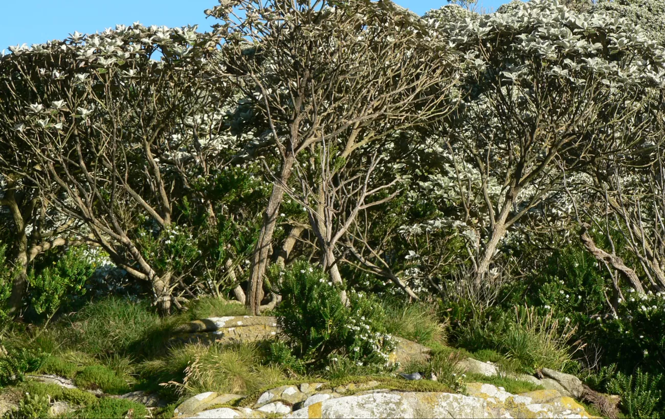 Tree cover on the islands of New Zealand.