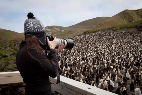 Photographing a colony of penguins.