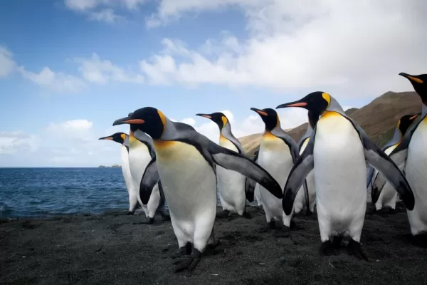 Penguins freely roam the islands.