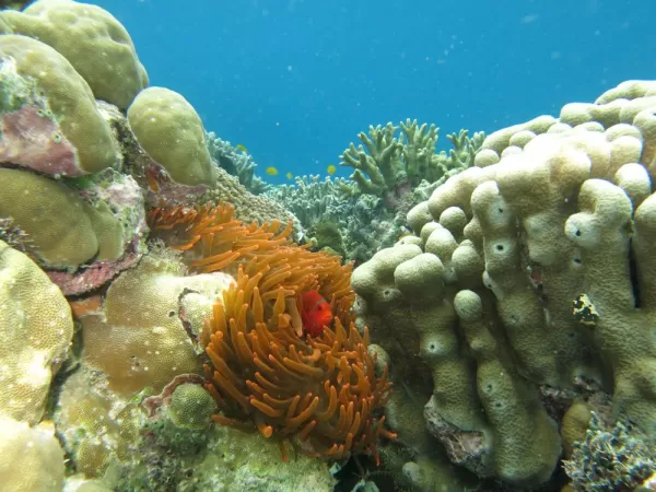 Clown fish hides in a sea anemone.