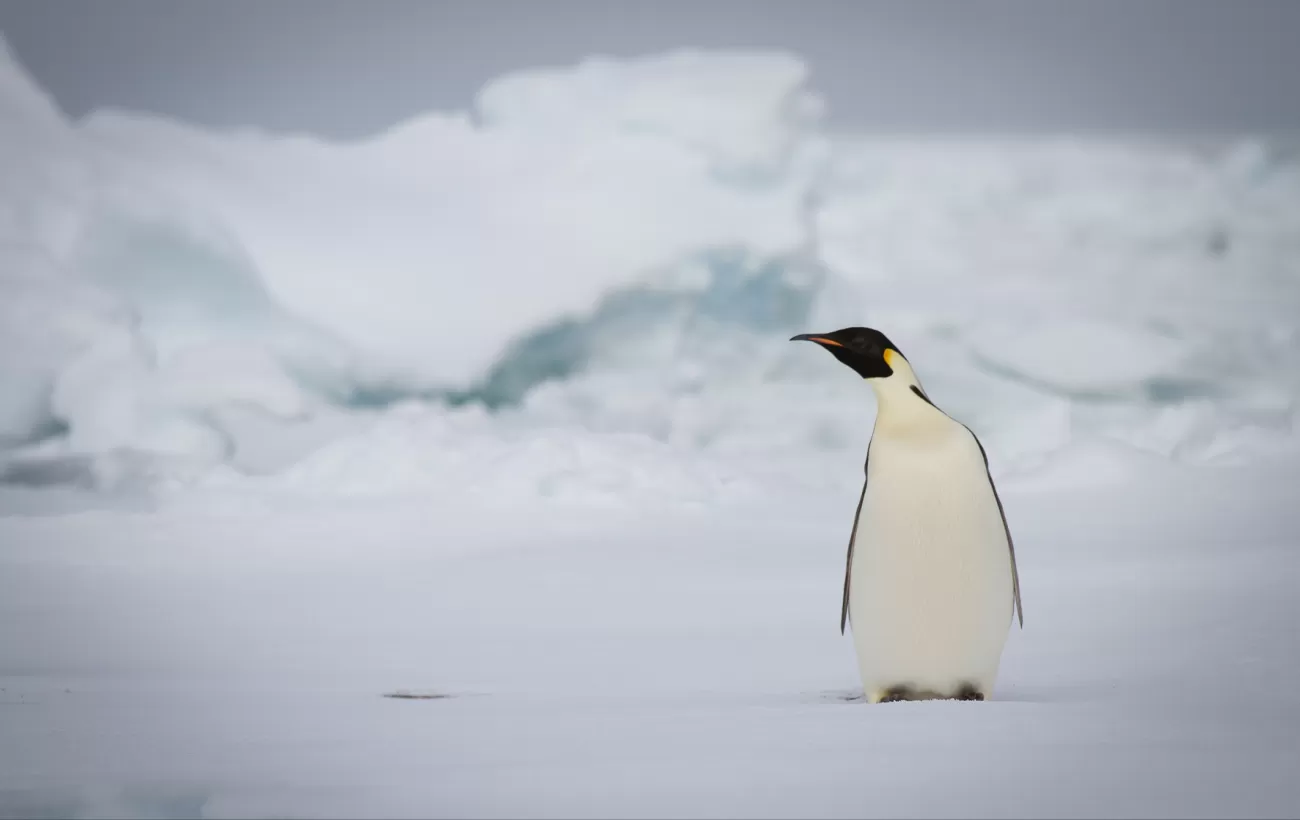 A single penguin on Antarctica.
