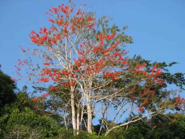 Red coral trees