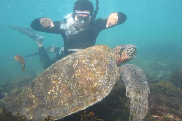 Snorkel with sea turtles during your stay at Floreana Lodge