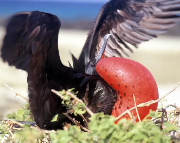 The unique Great Frigatebird found on the Galapagos Islands.