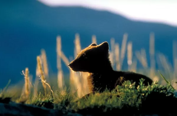 Silhouette of an arctic fox.