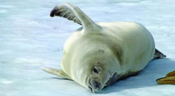 A seal rolls on the ice.