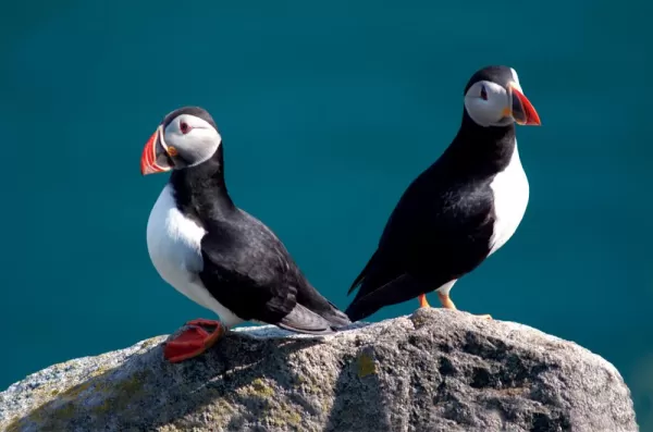 The Atlantic Puffin sits perched on a rock.