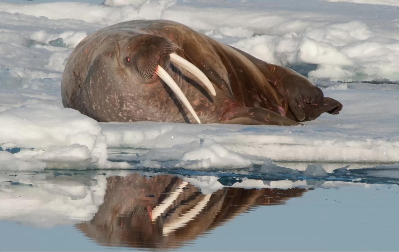 A walrus relaxes on the snow.