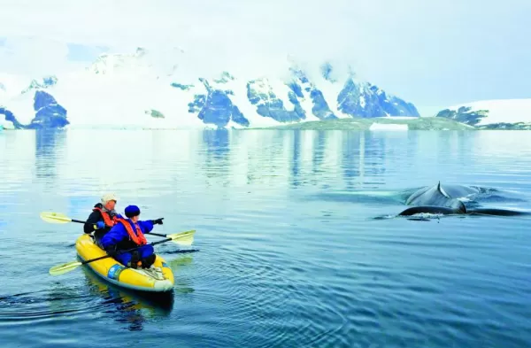 Kayaking around Humpback Whales.
