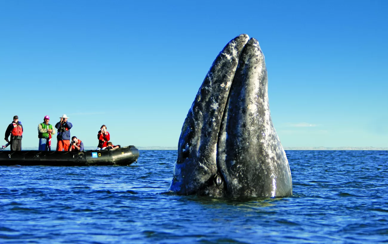 The incredible California Gray Whale emerges from the water.