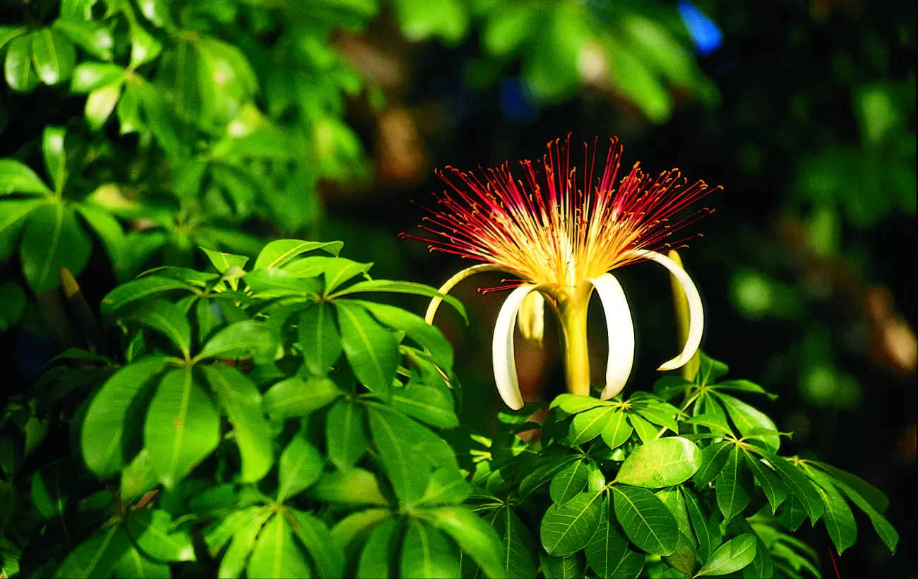 Witness the beautiful and unique flowers of Central America.