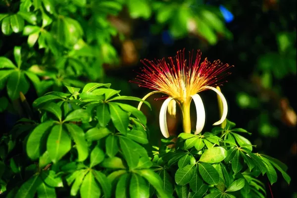 Witness the beautiful and unique flowers of Central America.