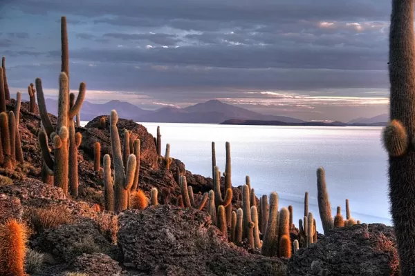 Giant cacti on Incahuasi island in the Salar de Uyuni salt flat