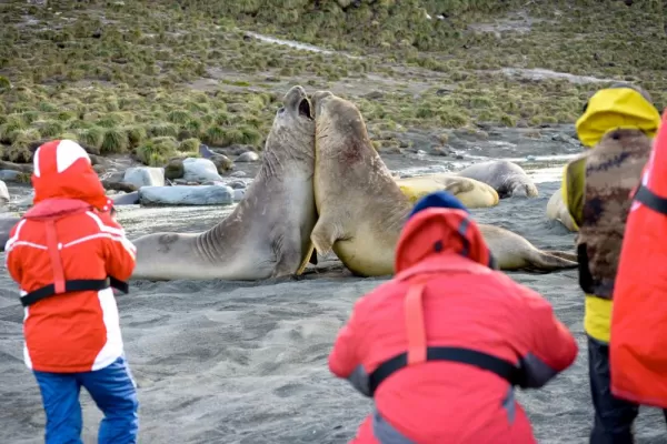 Travelers watch while male elephant seals fight for their territory.