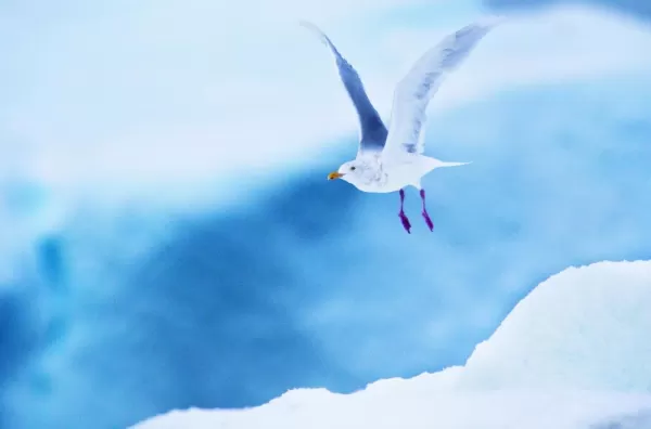Enjoy watching local bird life on your arctic adventure.