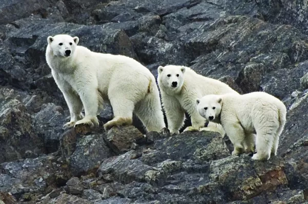 Polar bears climb up a rocky slope.