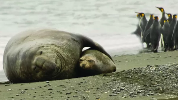 A seal and her cub sleep on the beach.