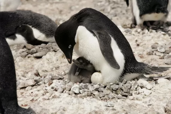 An Adelie Penguin protecting her new born.