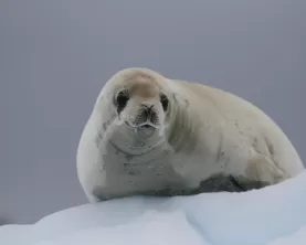 A seal sits on snow.